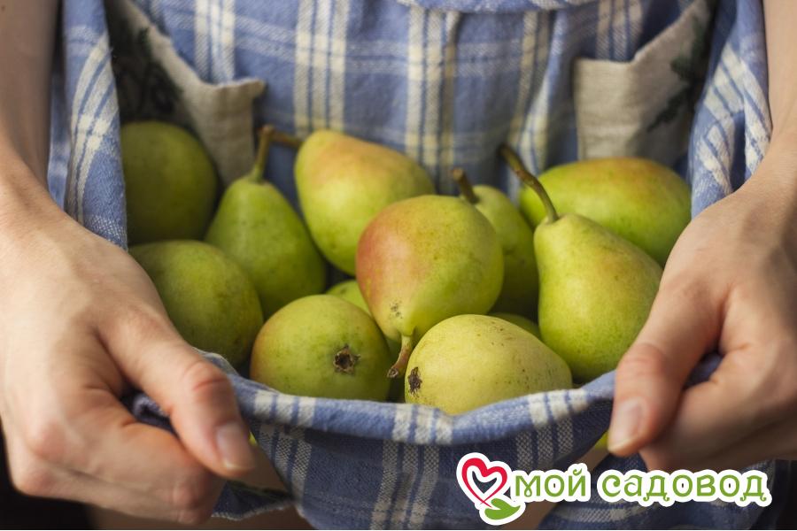 Описание, характеристики и советы по посадке и уходу за грушей Лимонадной включая отзывы. Груша Лимонадная описание характеристики посадка и уход отзывы